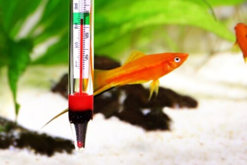 Vilken är den ideala temperaturen i ett sötvattensakvarium?