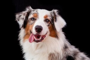 Skillnader mellan border collie och australian shepherd
