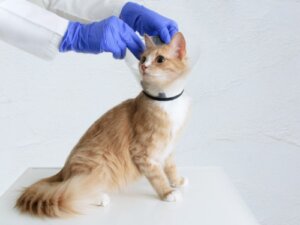 10 tecken på att din katt kan ha cancer