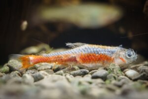 Min fisk har en vit beläggning på kroppen: Vad är det?