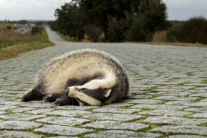 Ekologiska fällor som utgör problem för djurlivet