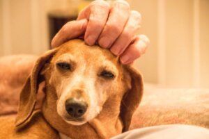 Animal Welfare Awards: ett initiativ för djurens välfärd och goda affärer