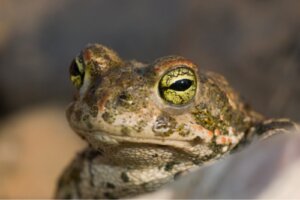 9 djur som andas genom huden