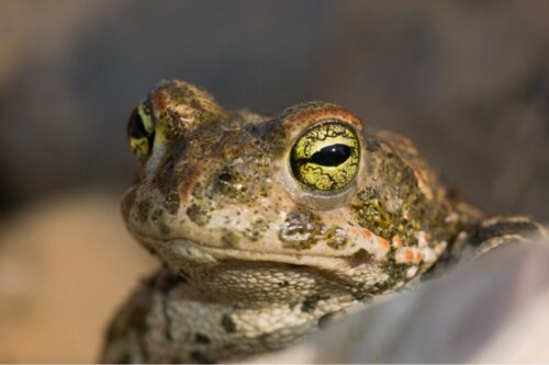 9 djur som andas genom huden