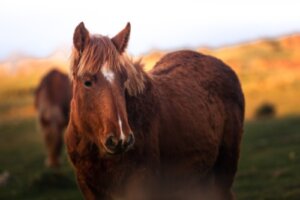 Hur väger man en häst?