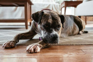 Vad kan du göra om din hund har svårt att anpassa sig till livet i ert hem?