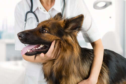 Holistisk veterinärmedicin