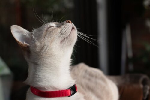 Saker du inte visste om kattens luktsinne