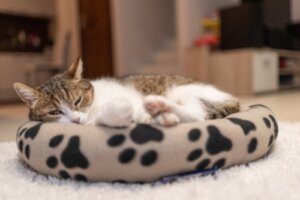 Var bör din katt sova?