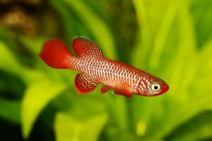 Djuren med kortast livslängd