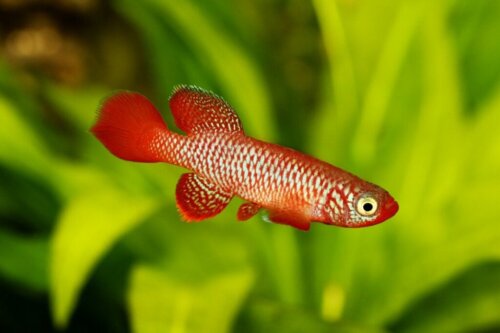 Djuren med kortast livslängd