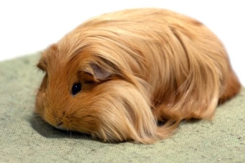 Sheltie: egenskaper, utfodring och skötsel
