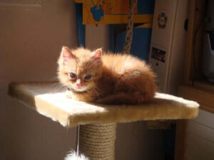 Klösbrädor och andra tillbehör