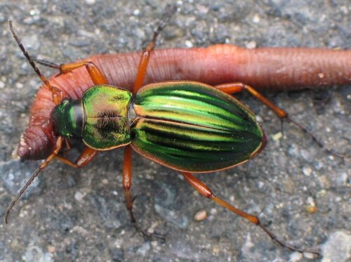 5 intressanta fakta om Carabus auratus: den "gyllene skalbaggen"