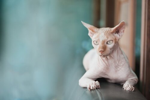Kan en sphynxkatt ha päls?