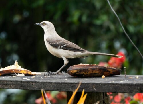 Nordhärmtrastens underbara sång