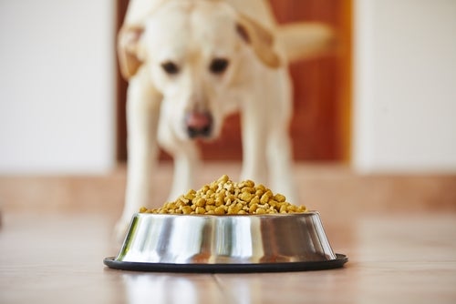 Tips för att göda din hund