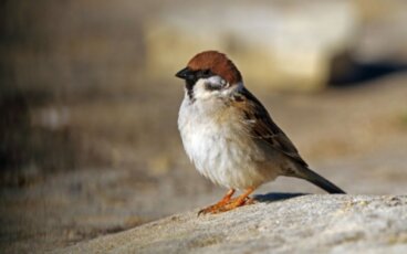 Allt du vill veta om pilfinken