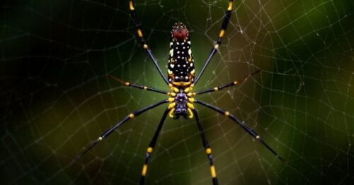 Den asiatiska jorospindeln: silkesspindeln som spritt sig till USA