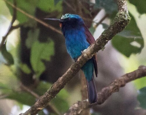 7 intressanta egenskaper hos den blåhuvade biätaren