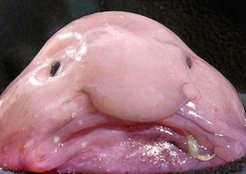 Blobfisken: Världens fulaste fisk
