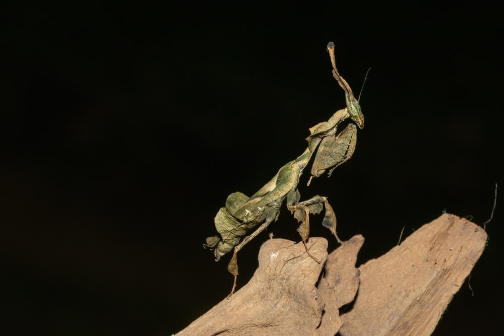 Phyllocrania paradoxa: livsmiljö och egenskaper