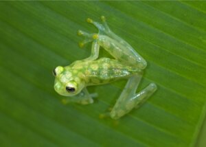 Hemligheten om varför vissa grodor är genomskinliga