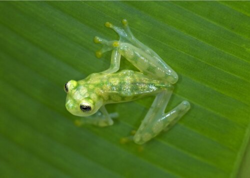 Hemligheten om varför vissa grodor är genomskinliga