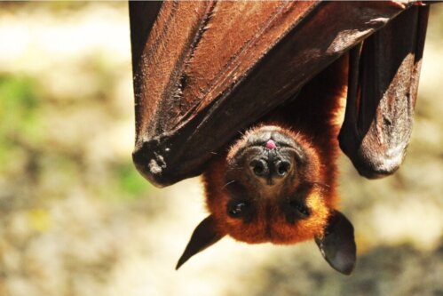 Den gigantiska guldmantlade flyghunden, världens största pollinatör