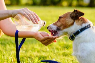 Tips för att hjälpa din hund under en värmebölja