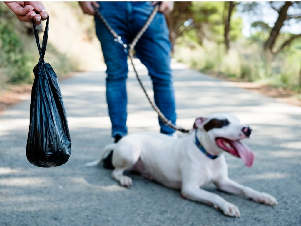Svart avföring hos hundar: Vad beror det på?