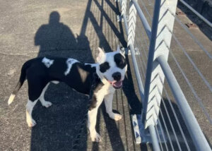 Glädjen över hunden som trodde att han hade förlorat sin familj