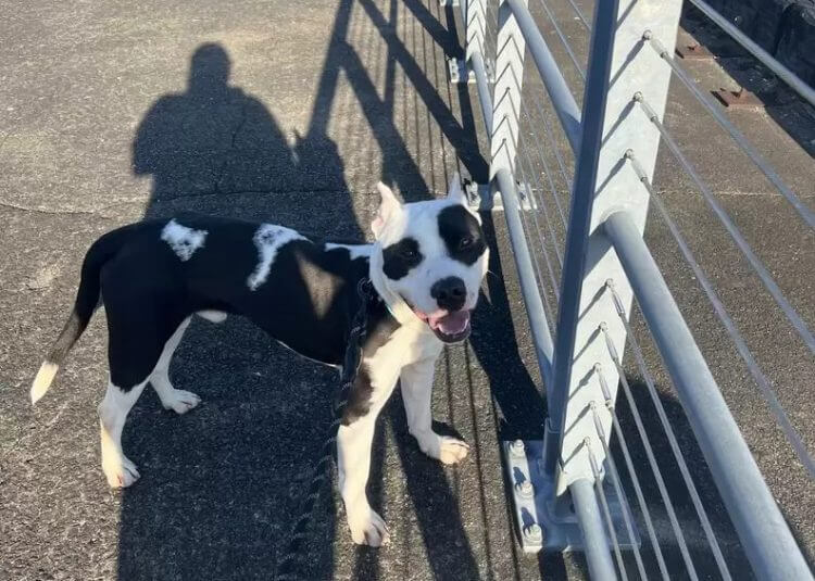 Glädjen över hunden som trodde att han hade förlorat sin familj