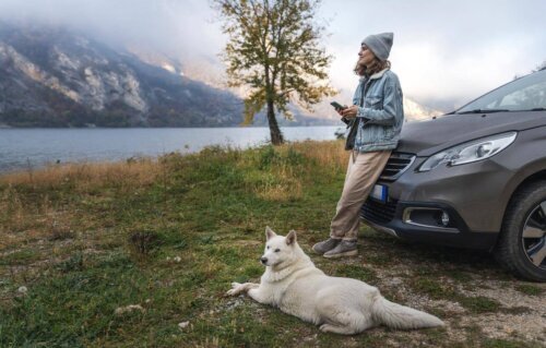 Besök Sverige med ditt husdjur: en guide till ansvarsfullt och säkert resande