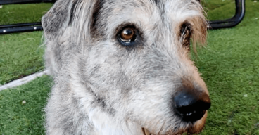 Min hund är rädd för skott: Vad ska jag göra?