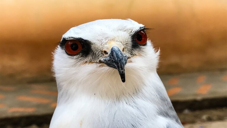 AMUS, ett spanskt räddningscenter i fara
