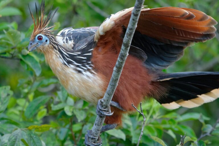Den uråldriga Hoatzin: Är det en fågel eller en ko?!